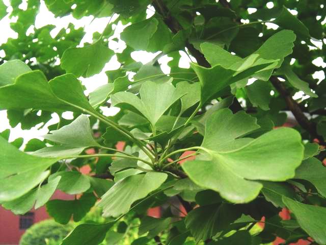 Ginkgo biloba seed